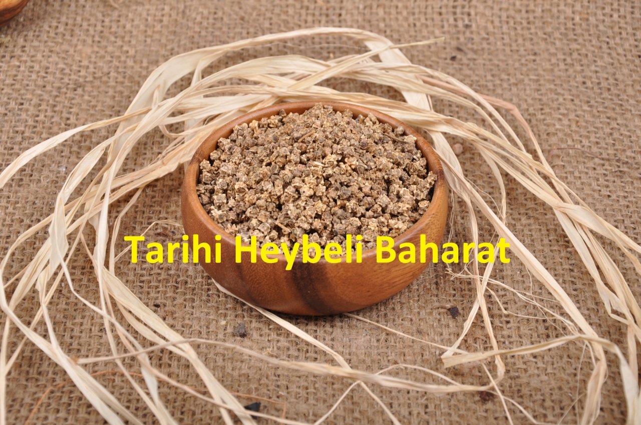 Pazı Tohumu