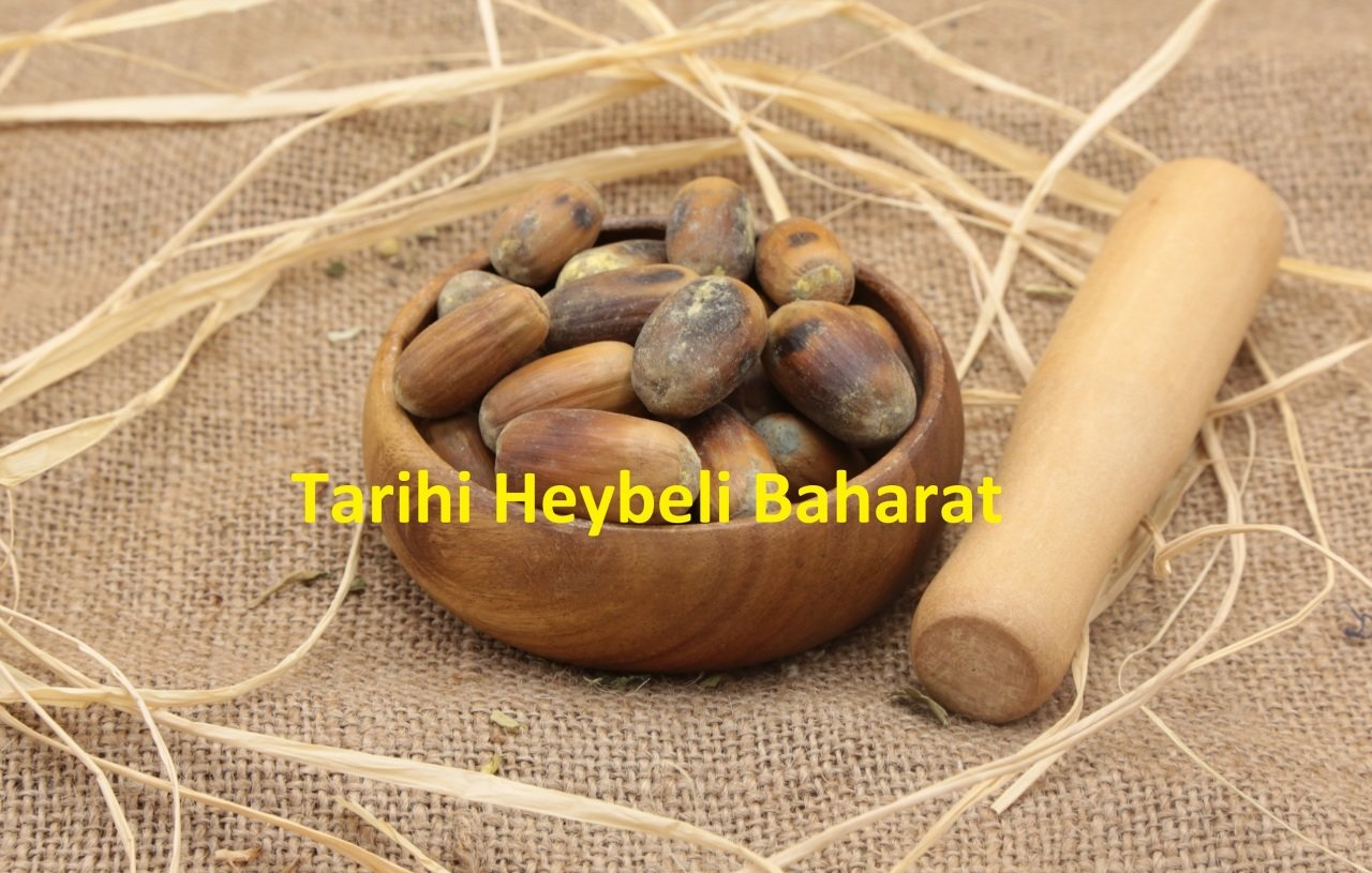 Meşe Palamudu