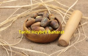 Meşe Palamudu