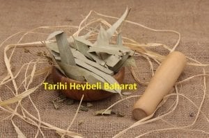 Okaliptus - Okaliptüs Yaprağı