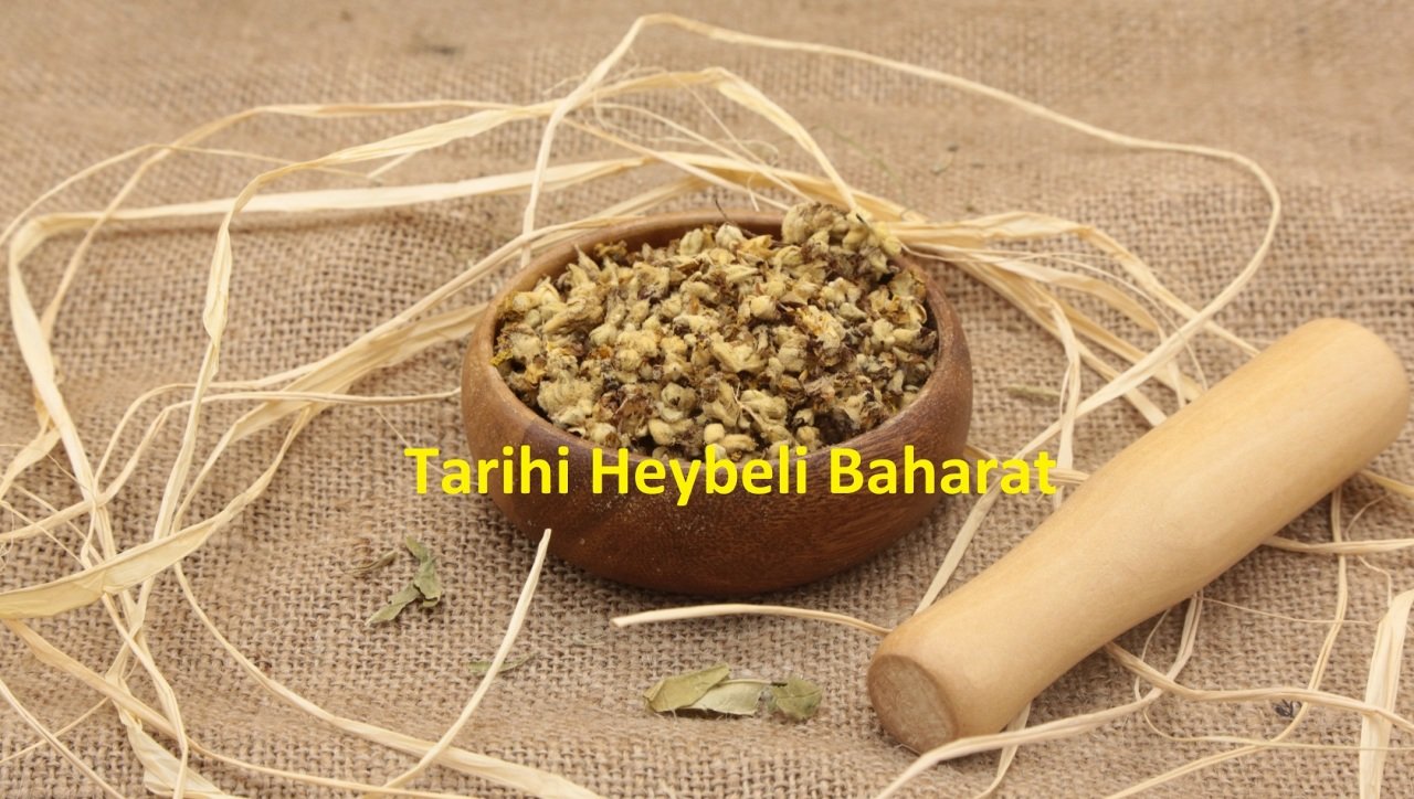 Sığır Kuyruğu Otu