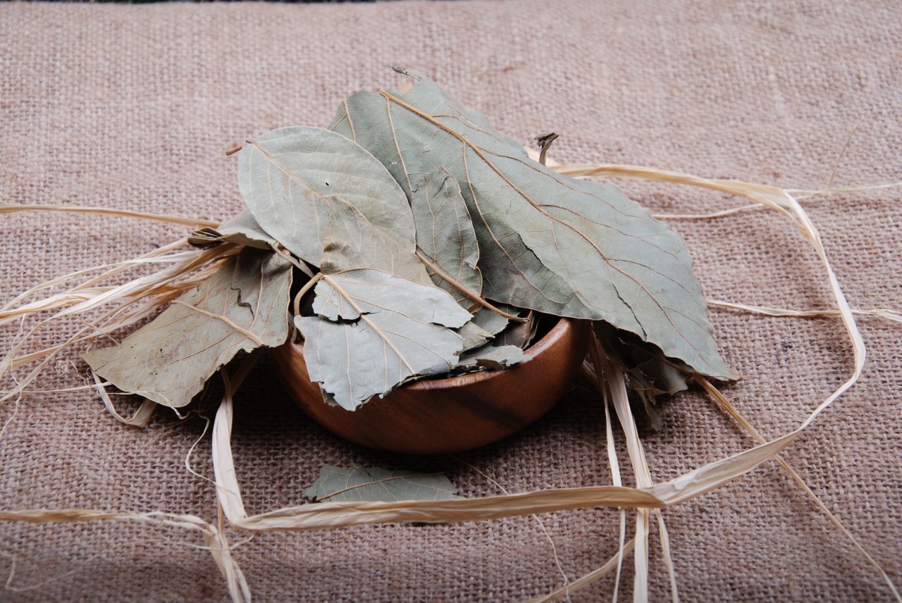 Avokado Yaprağı - Avocado Leaf