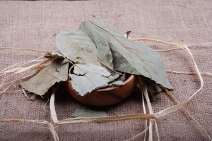 Avokado Yaprağı - Avocado Leaf