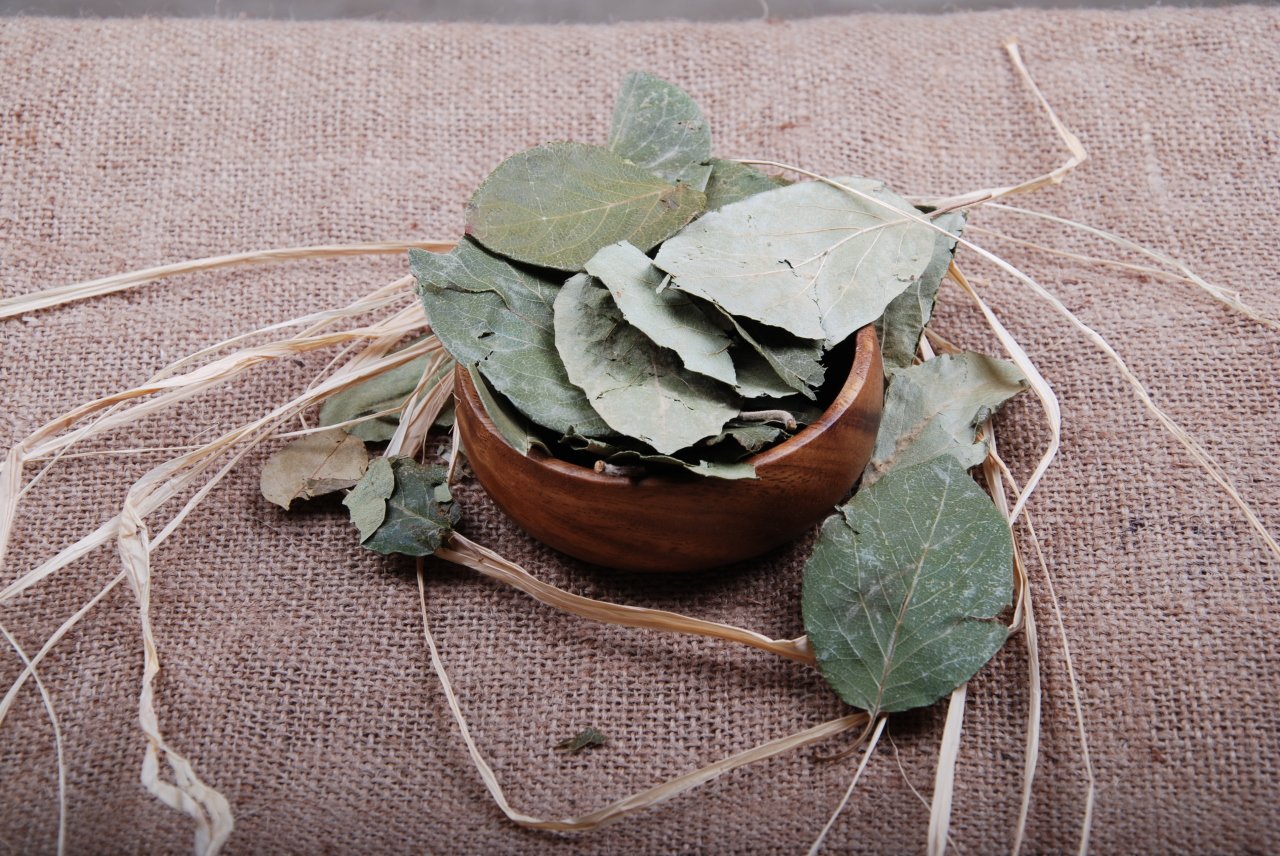 Ayva Yaprağı - Quince Leaf