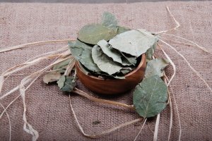 Ayva Yaprağı - Quince Leaf