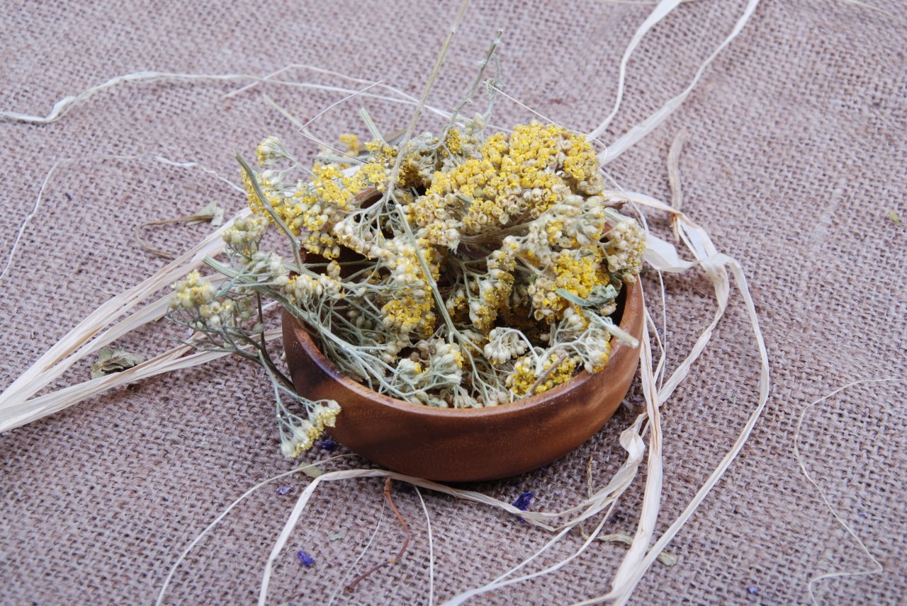 Civan Perçemi - Yarrow
