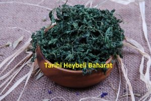 Isırgan Yaprağı