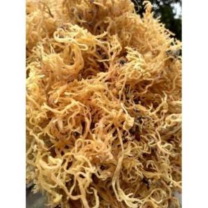 Deniz Kadayıfı İrish Moss Gold (Sea moss)