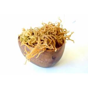 Deniz Kadayıfı İrish Moss Gold (Sea moss)