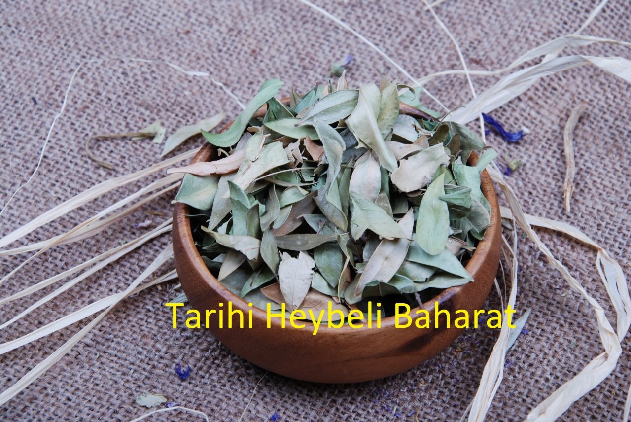 Mersin Yaprağı