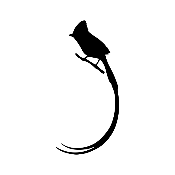 KUŞ FOLYO STİCKER DERSTV915