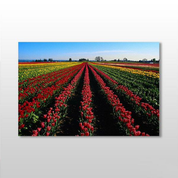 Lale Tarlası  Kanvas Tablo