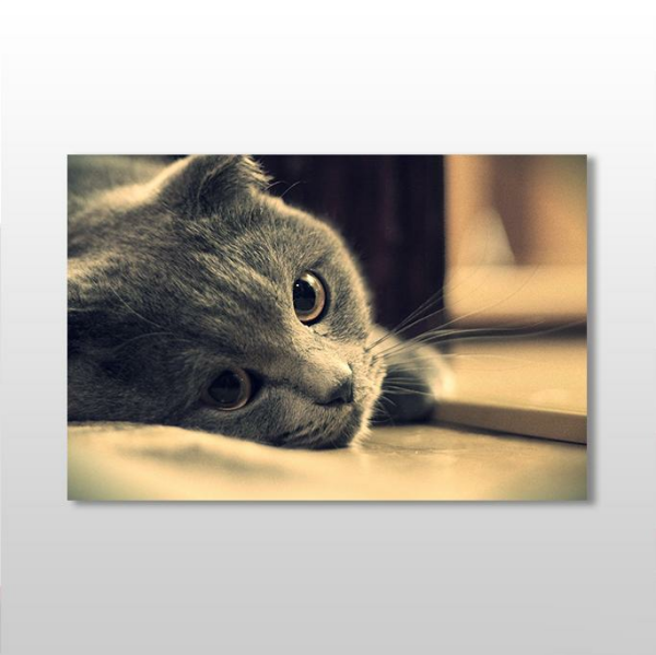 Siyah Kedi Kanvas Tablo