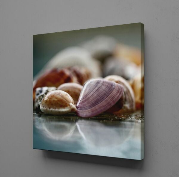 DENİZ KABUKLARI KANVAS TABLO