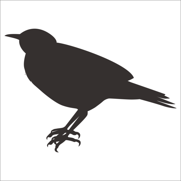 KUŞ FOLYO STİCKER DERSTV934