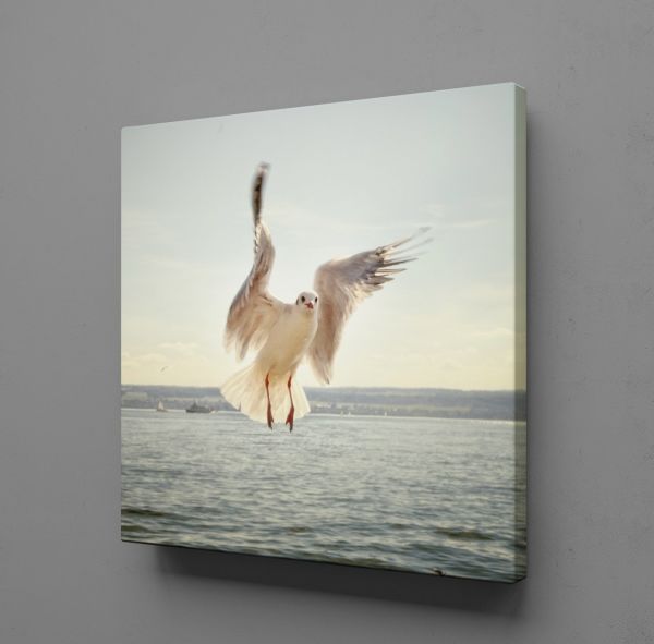 BEYAZ MARTI KANVAS TABLO