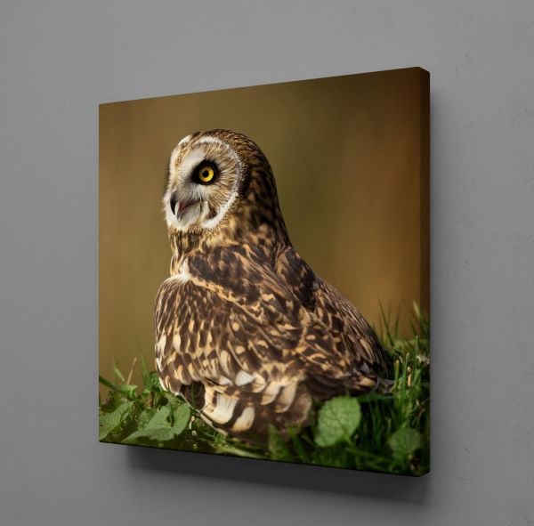 KAHVERENGİ BAYKUŞ KANVAS TABLO