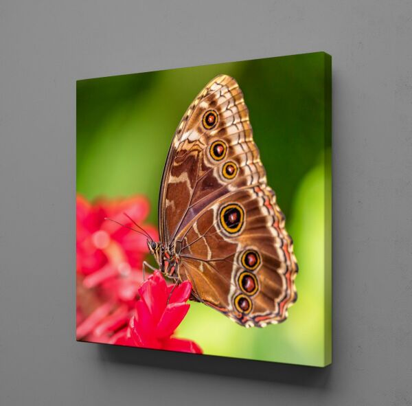 KAHVERENGİ KELEBEK KANVAS TABLO