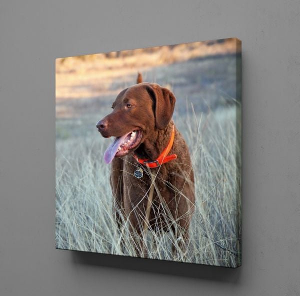 KAHVERENGİ KÖPEK KANVAS TABLO