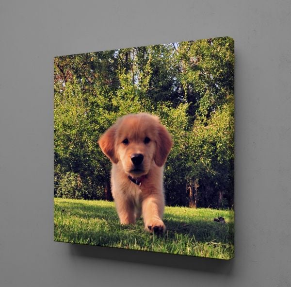KAHVERENGİ YAVRU KÖPEK KANVAS TABLO