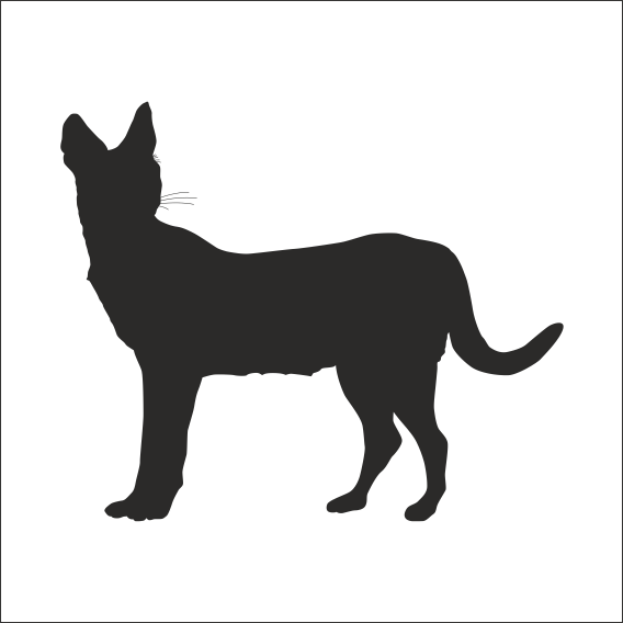 VAŞAK FOLYO STİCKER