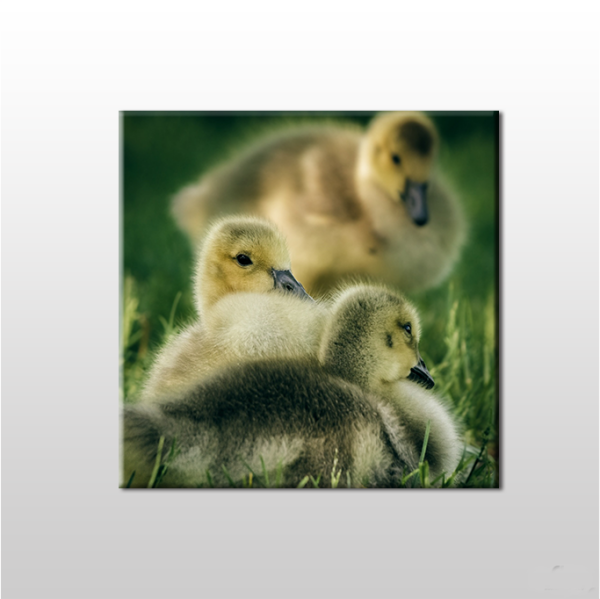 Yavru Ördekler Kanvas Tablo