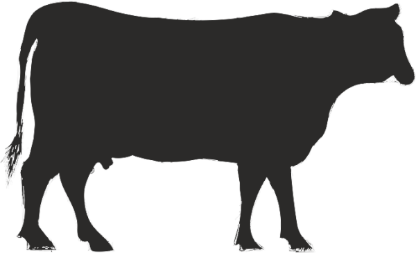 İNEK FOLYO STİCKER DERSTVE46060