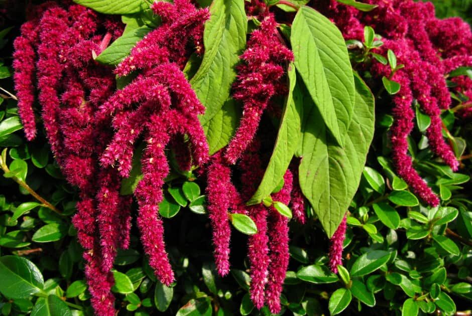 Amaranth Nedir? Amarant Faydaları Nelerdir?