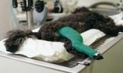 Buster Vet. Vakumlu Operasyon Yatağı. İkili Set