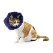 Buster Kedi Yakalığı. Soft (10'lu Paket )