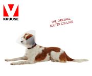 Buster Elizabeth Köpek Yakalığı. Transparan. 10 cm (10'lu Paket)