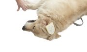 Buster Othaematoma Pad. 12 x 8 cm