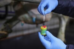 Kerbl Plastik Meme Sondası 5 cm. Sarı Kutulu (10 Adet)