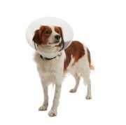 Buster Elizabeth Köpek Yakalık Seti. Transparan ( 7'li Karışık Set )