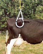 Kerbl Sığır Asansörü 900 kg
