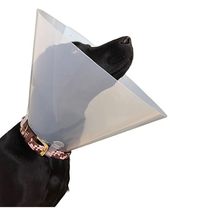 Curavet Elizabeth Köpek Yakalığı. Transparan. 7,5 cm