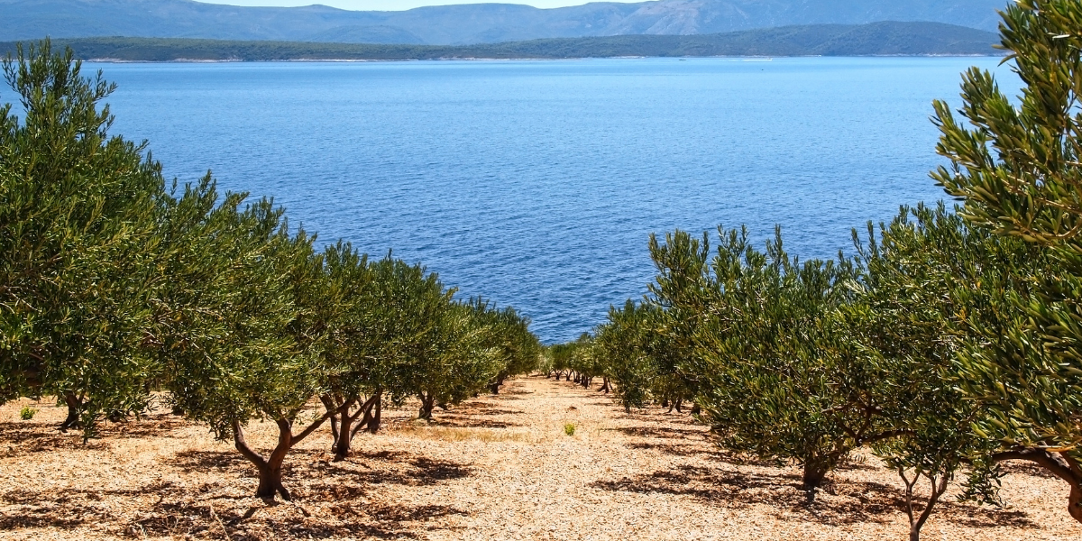Zeytin Ağacının Tarihi ve Edremit Yağlık Çeşidinin Özellikleri