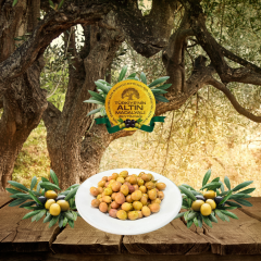 2024-25 Birinci Çizik Zeytin