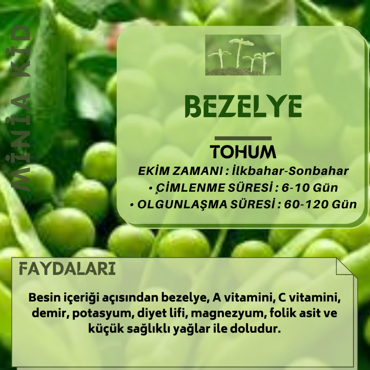 Bezelye Bitkisi Faydaları