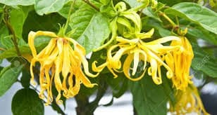 Cananga odorata veya bilinen adıyla Kananga ağacının çiçeklerinden elde edilen ylang ylang yağı son yıllarda oldukça popüler bir hale gelmiştir. Hindistan'a özgü olan bu tropikal ağaç Hindiçin, Malezya, Filipinler, Endonezya'dan ve Avustralya'da da bulunmaktadır. Ylang ylang yağı ise bu ağacın çiçeklerini buharla işlemden geçirilerek damıtılmasıyla elde edilmektedir. Bitki özlerinin yağlarıyla elde edilen yağlar arasında popüler olan ylang ylang yağının birçok faydası bulunmaktadır. 