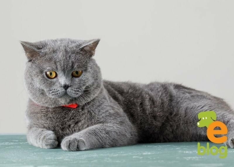 British Shorthair Kedi Irkı Özellikleri Ve Bakımı