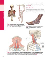 Anatomy Trains Myers TR.
