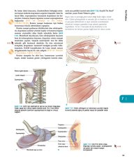 Anatomy Trains Myers TR.