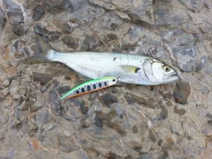 Spearhead Ryuki 80S  GSN4011 / Stream Shad