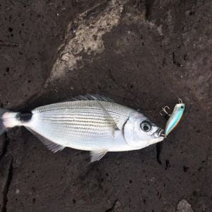 Realis Popper 64SW GHA0183 Vivid Sardine RB