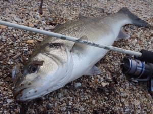 Tetra Works Pocopoco F  ADA3066 / Funky Gill DM