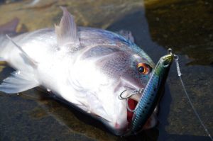 Rough Trail Malice 130 CHA0183 / Vivid Sardine RB