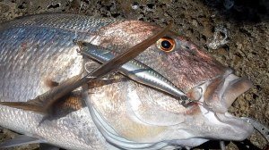 Rough Trail Malice 130 CHA0183 / Vivid Sardine RB