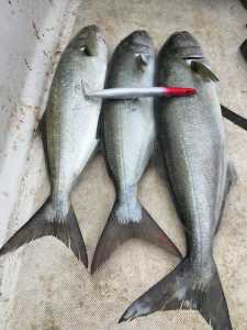 Rough Trail Hydra 175 CDA0213 Ocean Bait