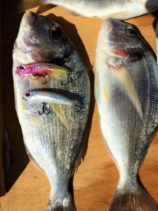 Tetra Works Yurameki  ADA0213 / Ocean Bait